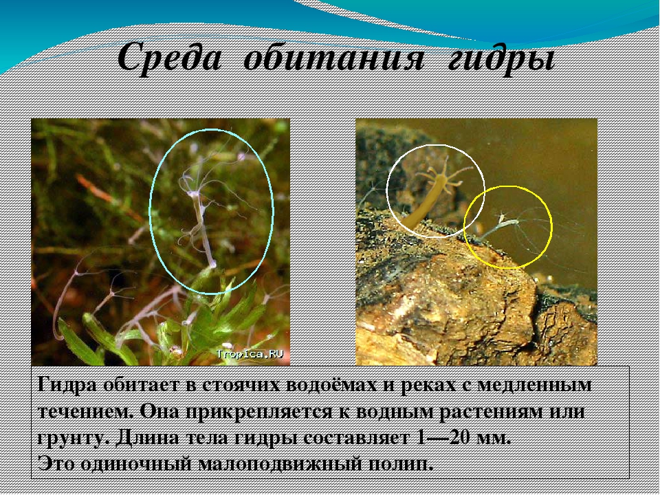 Кракен марке